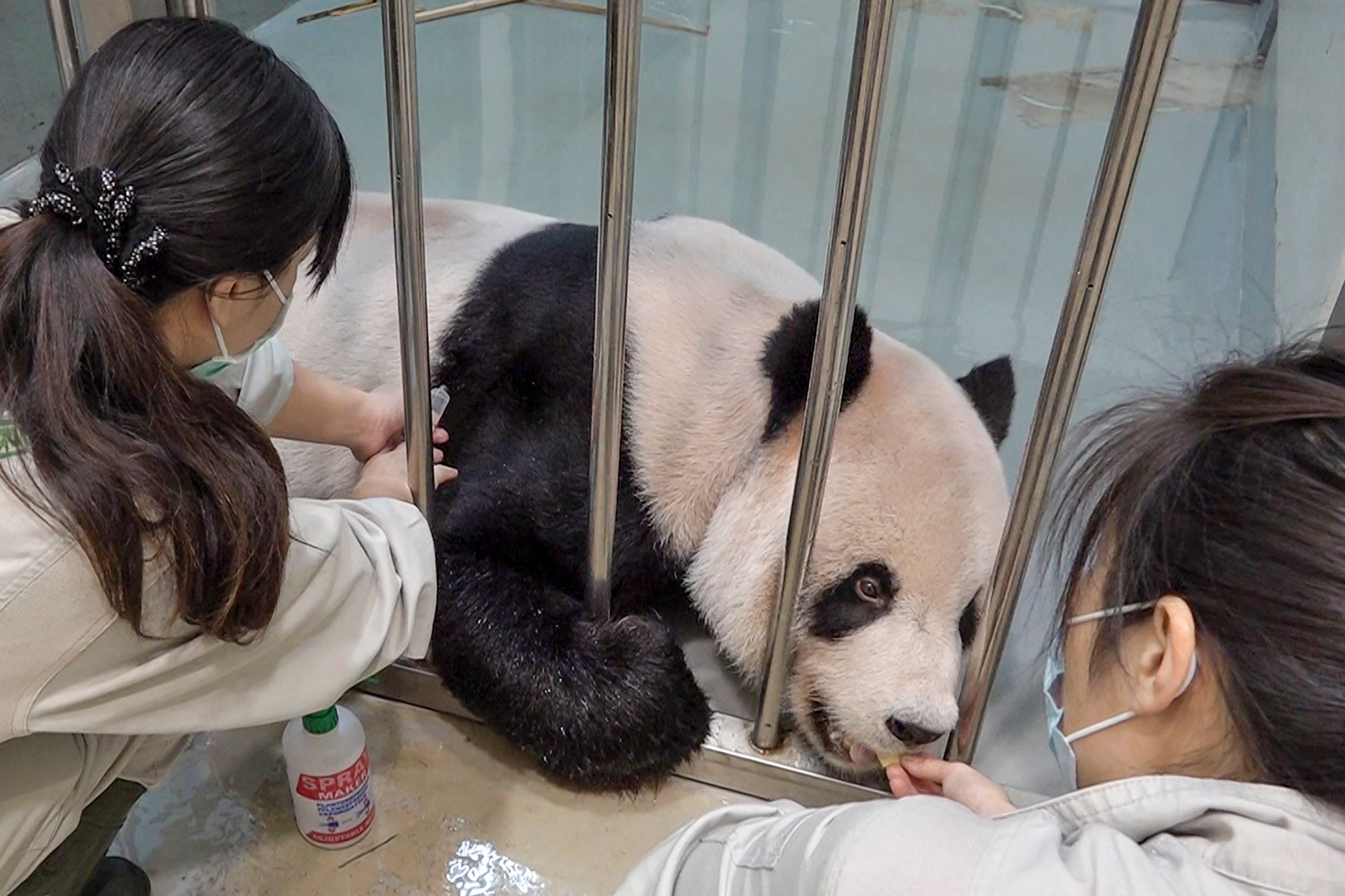 Taiwan asks Chinese veterinary experts to help treat seriously ill male  panda | The Independent