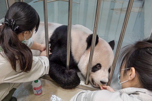 <p>Workers treating sick male panda Tuan Tuan at the zoo in Taipei</p>