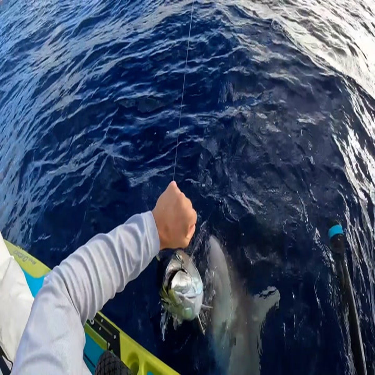 Moment shark bites fisherman's 45lb tuna in half, Lifestyle