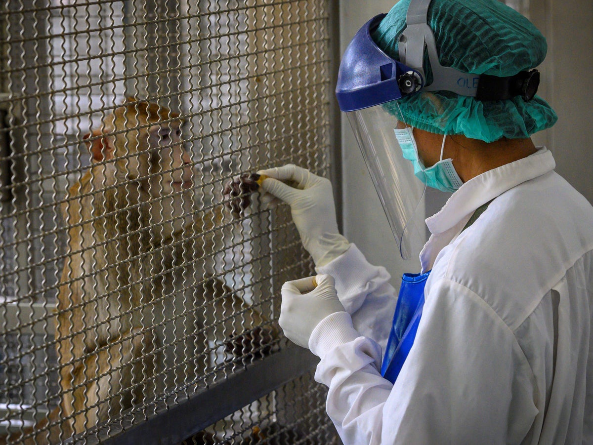 Primate died after becoming trapped in UK animal testing laboratory, dossier of blunders reveals