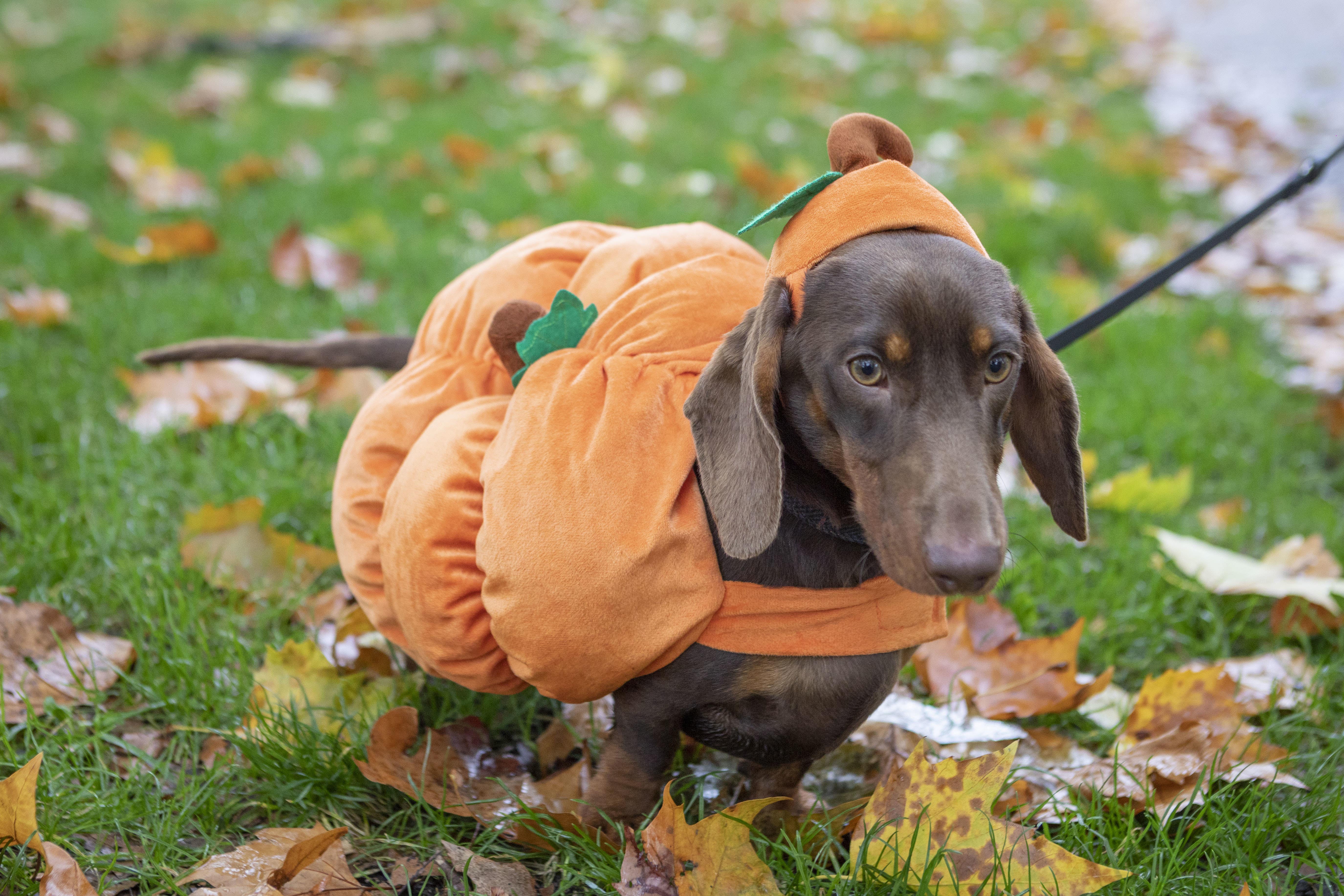 A dog dressed as a pumpkin at the annual Hyde Park Sausage Walk in London (Belinda Jiao/PA)