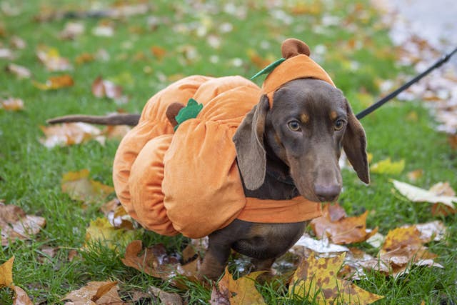 A dog dressed as a pumpkin at the annual Hyde Park Sausage Walk in London (Belinda Jiao/PA)