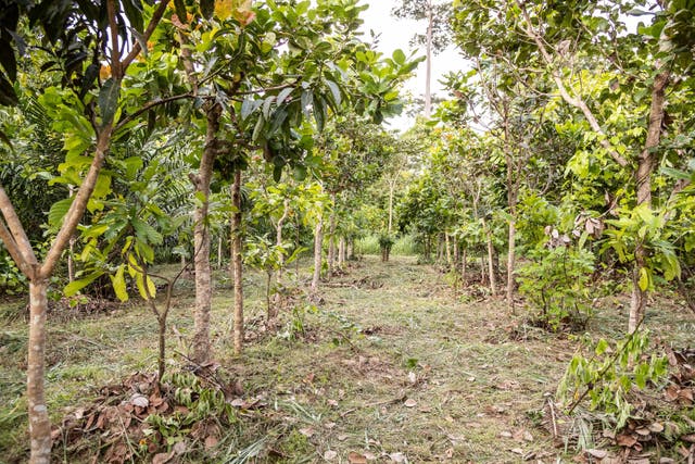 An ‘agroforestry’ project to protect cocoa and provide added incomes for farmers (Chris Terry/PA)
