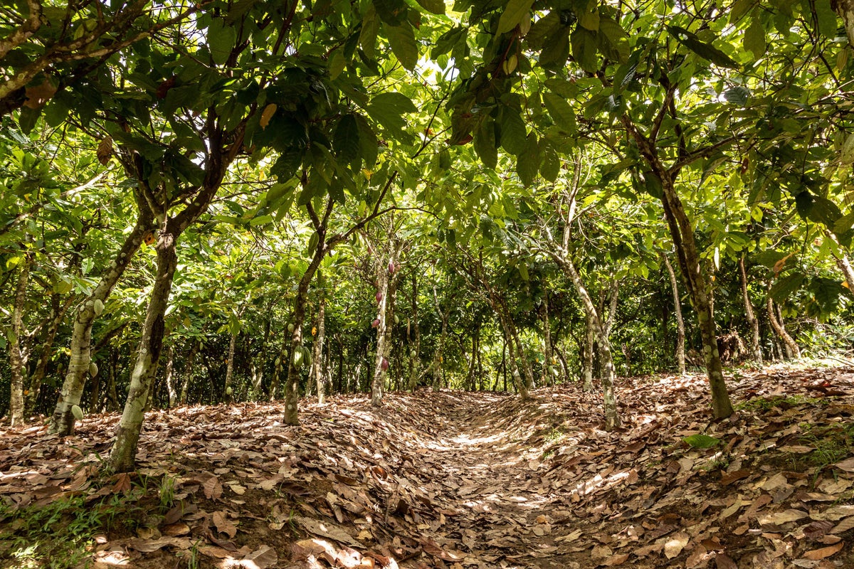 Climate change taking cocoa farmers ‘back to zero’ in Ghana