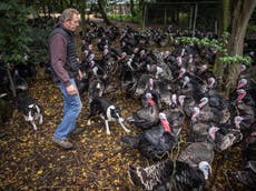 ‘Devastating’: Bird flu forces farmer to cull 10,000 Christmas turkeys