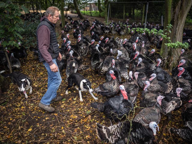 <p>Steve Childerhouse, 51, a turkey farmer in Norfolk, has been forced to cull his entire flock of 10,000 birds</p>