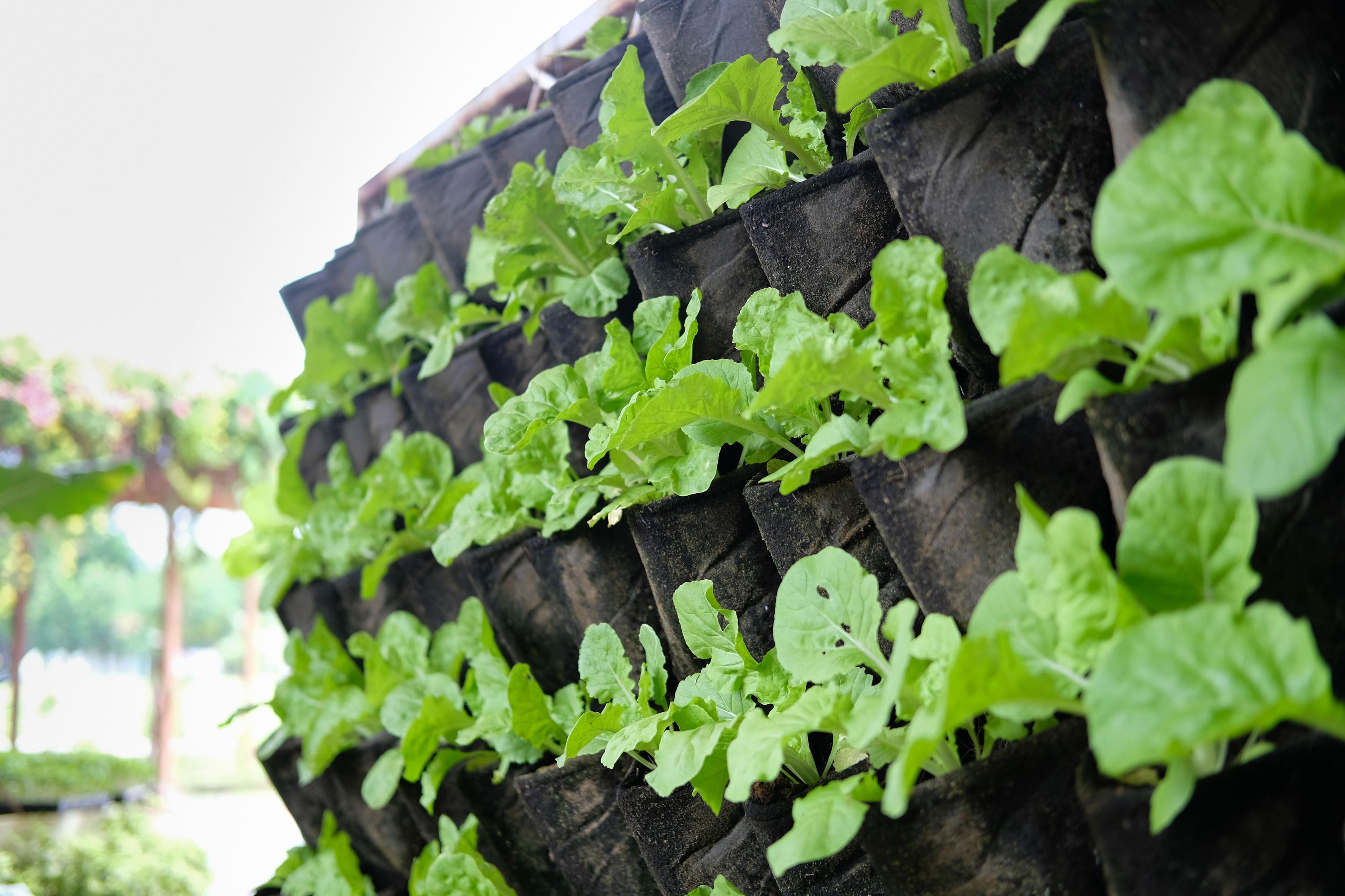 The Vertical Veg Guide to Container Gardening - Chelsea Green Publishing