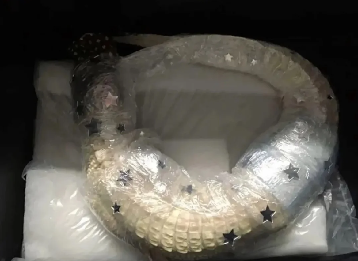 Alligator was wrapped in cling film