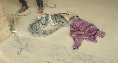 Un cocodrilo entró en una casa en un pueblo de Uttar Pradesh, India. Captura de pantalla