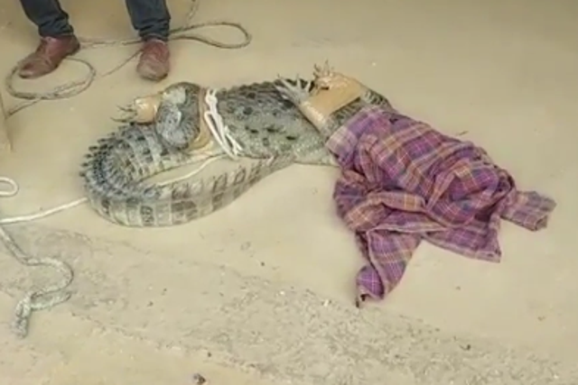 Un cocodrilo entró en una casa en un pueblo de Uttar Pradesh, India. Captura de pantalla