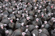 Turkey farmers scared about effect bird flu could have on Christmas supplies