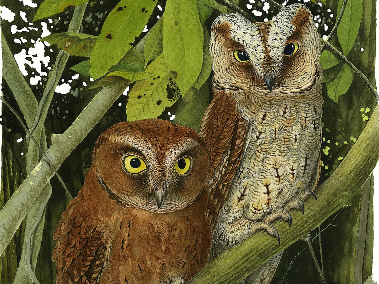 The owls have a unique call repeated at a rate of about one note per second, reminiscent of insect calls