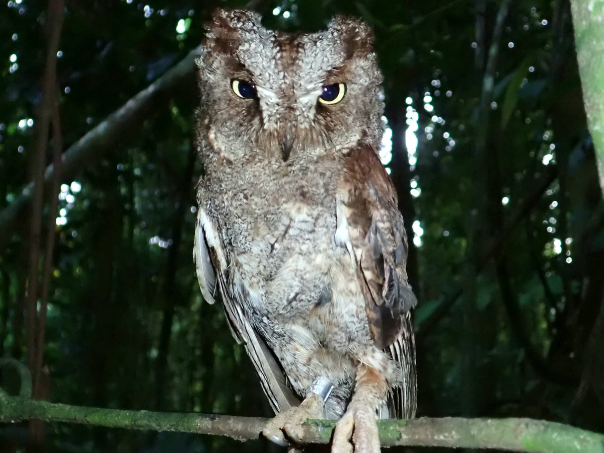 New species of owl with unique call discovered in Central Africa