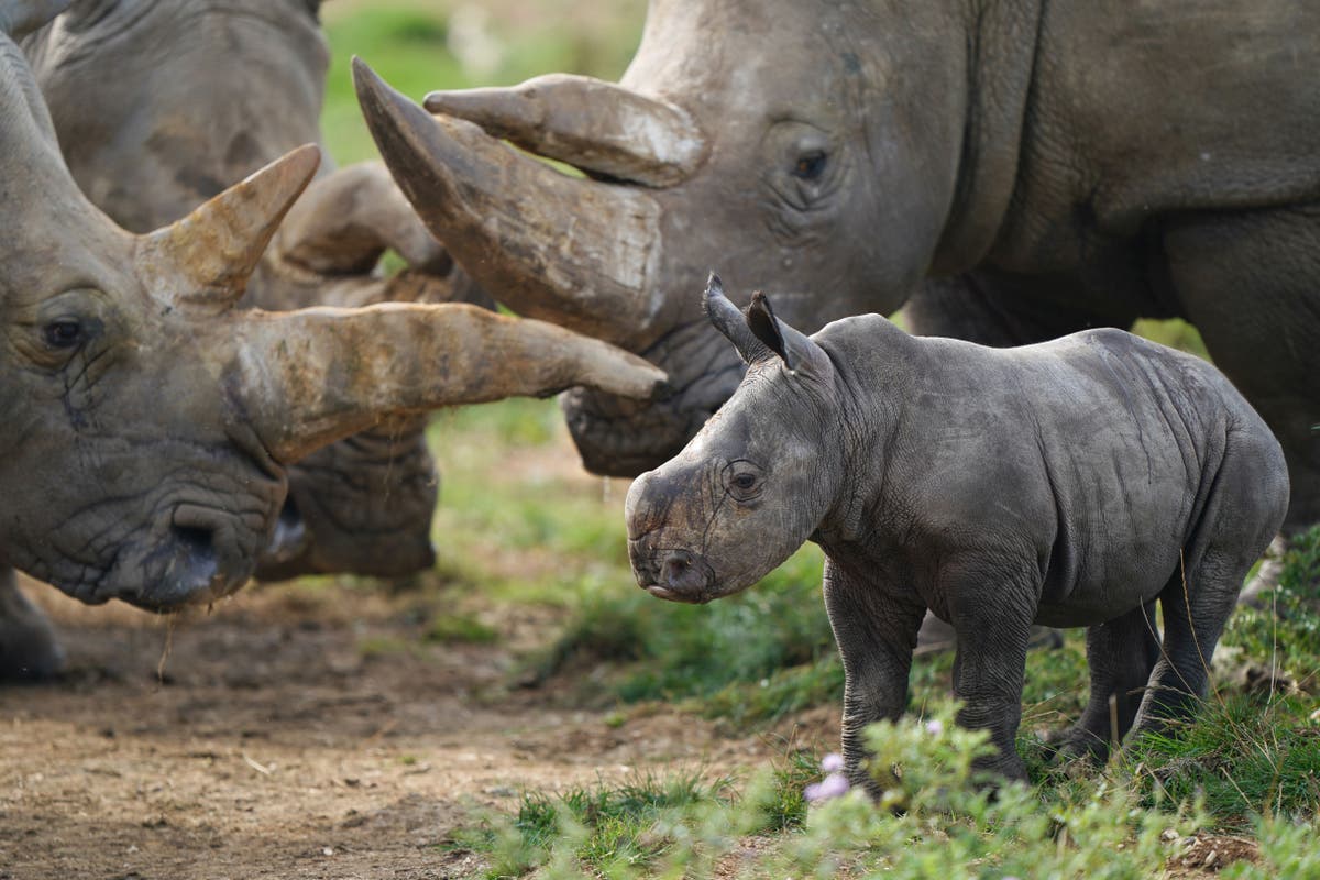 Rhino horns have shrunk over the past century study HAVA Climate