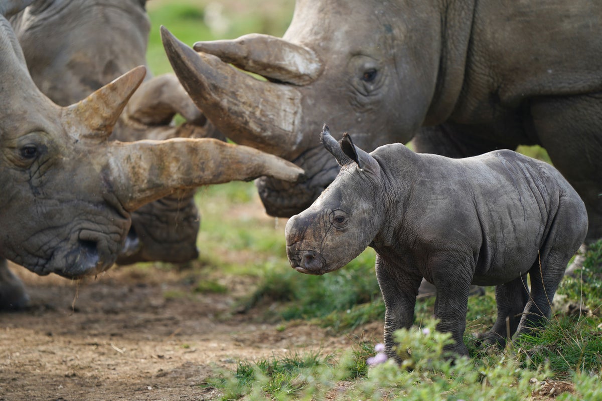 Rhino horns have shrunk over the past century – study