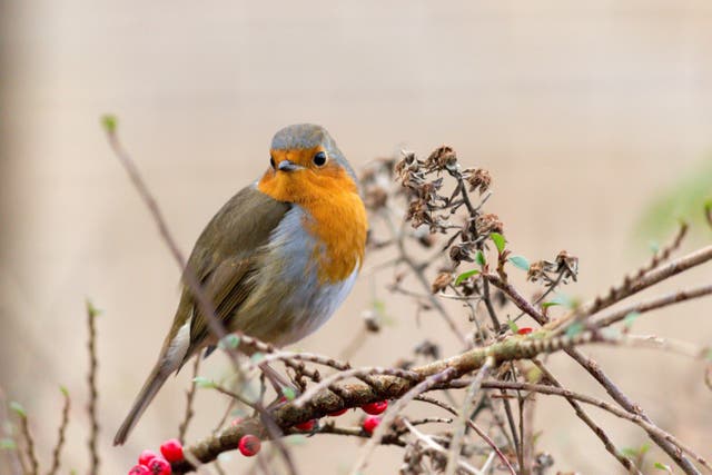 Winter plants to attract wildlife to your garden (Alamy/PA)