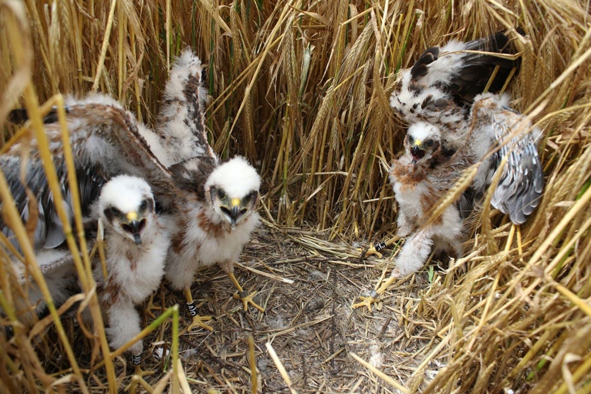 Britain’s rarest bird successfully rears six chicks in secret location