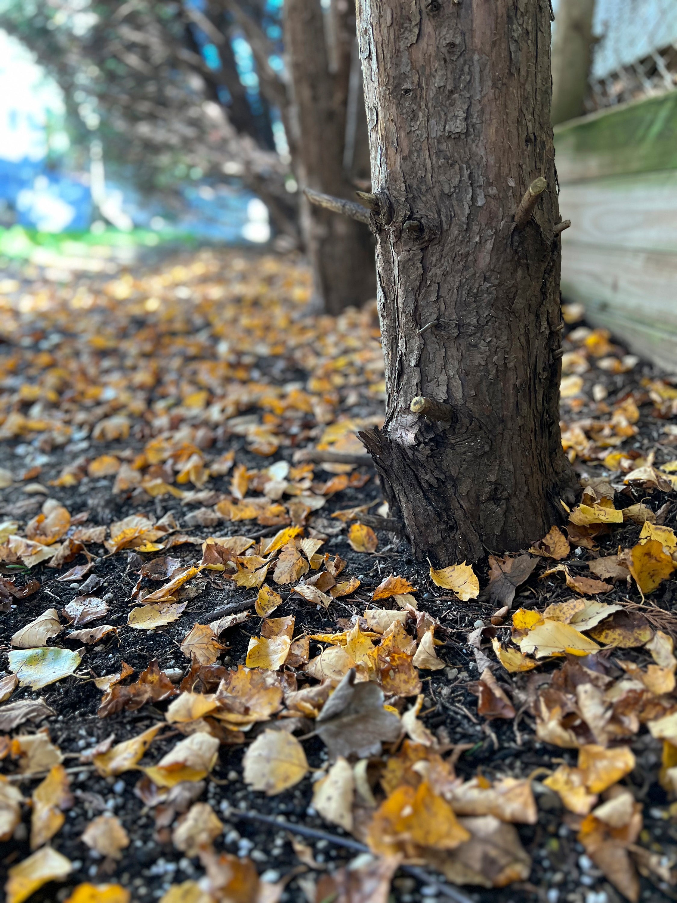 Gardening-Fall Soil Prep