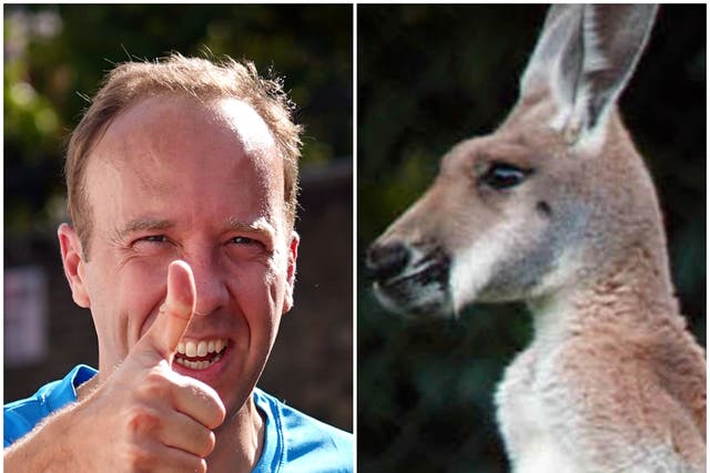 <p>Matt Hancock and a kangaroo</p>