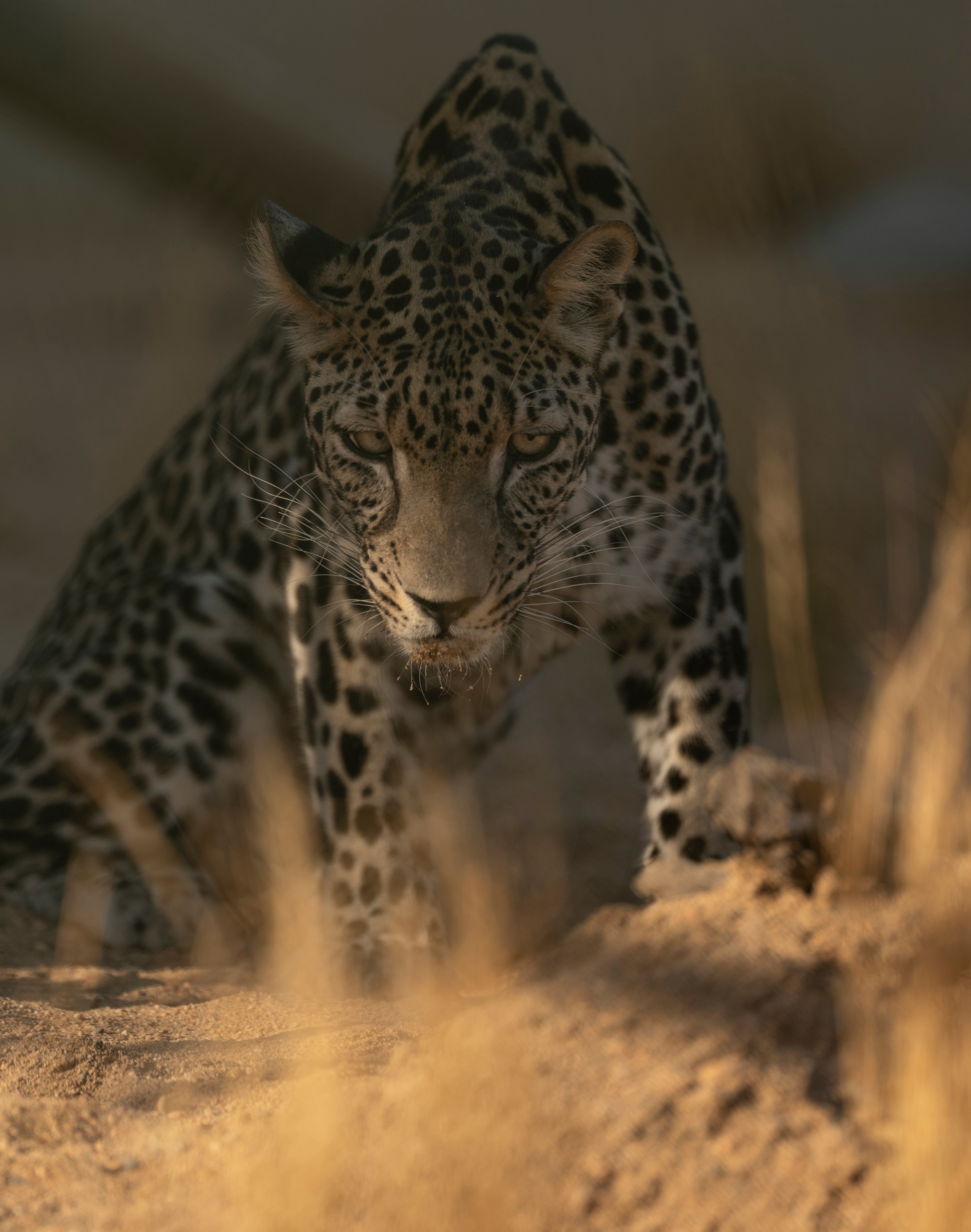 The reintroduction of Arabian leopards will be key in the prevention of overgrazing