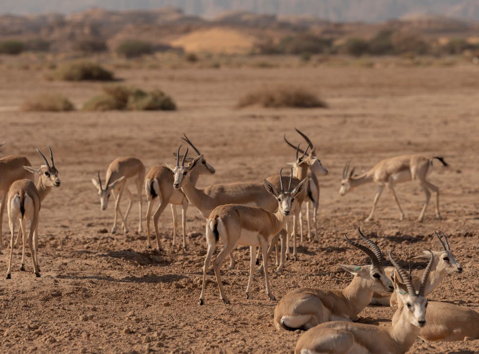 <p>Arabian sand gazelles are one of the species being carefully managed in Saudi </p>