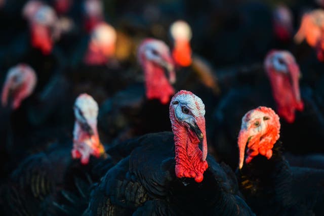 The UK will have enough turkeys for Christmas, a minister said as bird flu continues to exact a toll on both captive poultry and wild birds (ASWphoto/Alamy/PA)