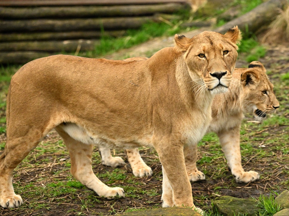 Five lions escape exhibit at Sydney zoo – Public Radio of Armenia