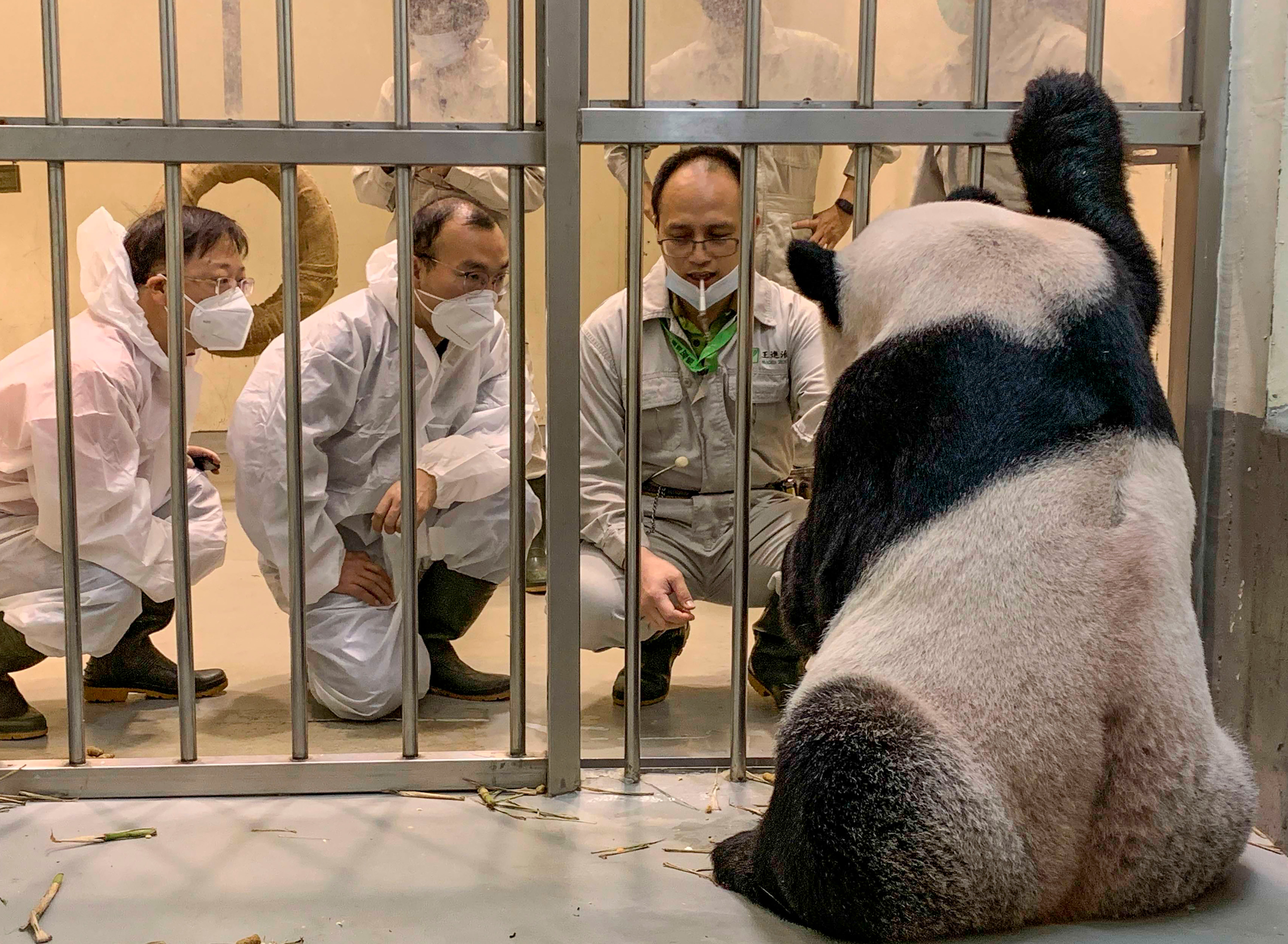 In this photo released by the Taipei Zoo, Chinese panda experts, Wei Ming (left) and Wu Honglin (centre) look at Tuan Tuan at the Taipei Zoo in Taipei, Taiwan on 2 November 2022. Taiwan has welcomed the pair of experts from China to help with the ailing panda in a rare opportunity for contact between the sides