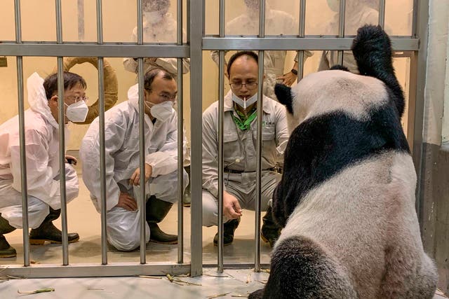 <p>In this photo released by the Taipei Zoo, Chinese panda experts, Wei Ming (left) and Wu Honglin (centre) look at Tuan Tuan at the Taipei Zoo in Taipei, Taiwan on 2 November 2022. Taiwan has welcomed the pair of experts from China to help with the ailing panda in a rare opportunity for contact between the sides</p>