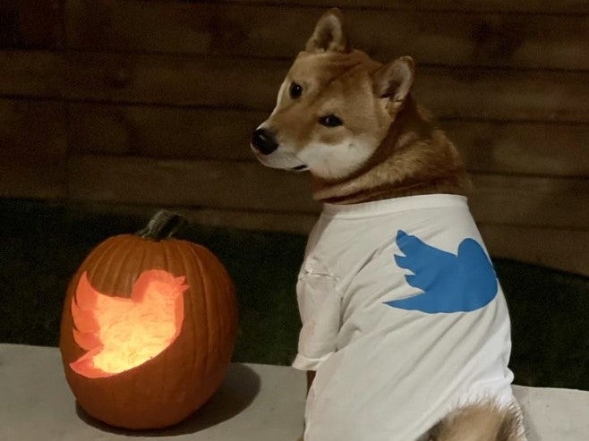 Elon Musk shared an image of a Shiba Inu dog wearing a T-shirt with the Twitter logo on Halloween, 31 October, 2022