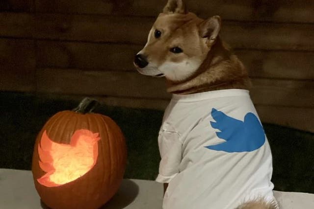 <p>Elon Musk shared an image of a Shiba Inu dog wearing a T-shirt with the Twitter logo on Halloween, 31 October, 2022</p>