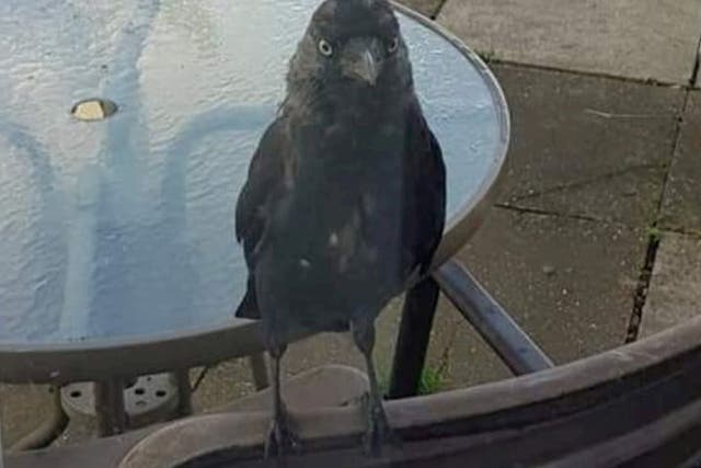 <p>Derek the jackdaw has become a nuisance in Rossington, South Yorkshire</p>