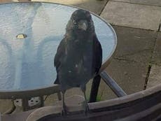 Village terrorised by jackdaw called Derek