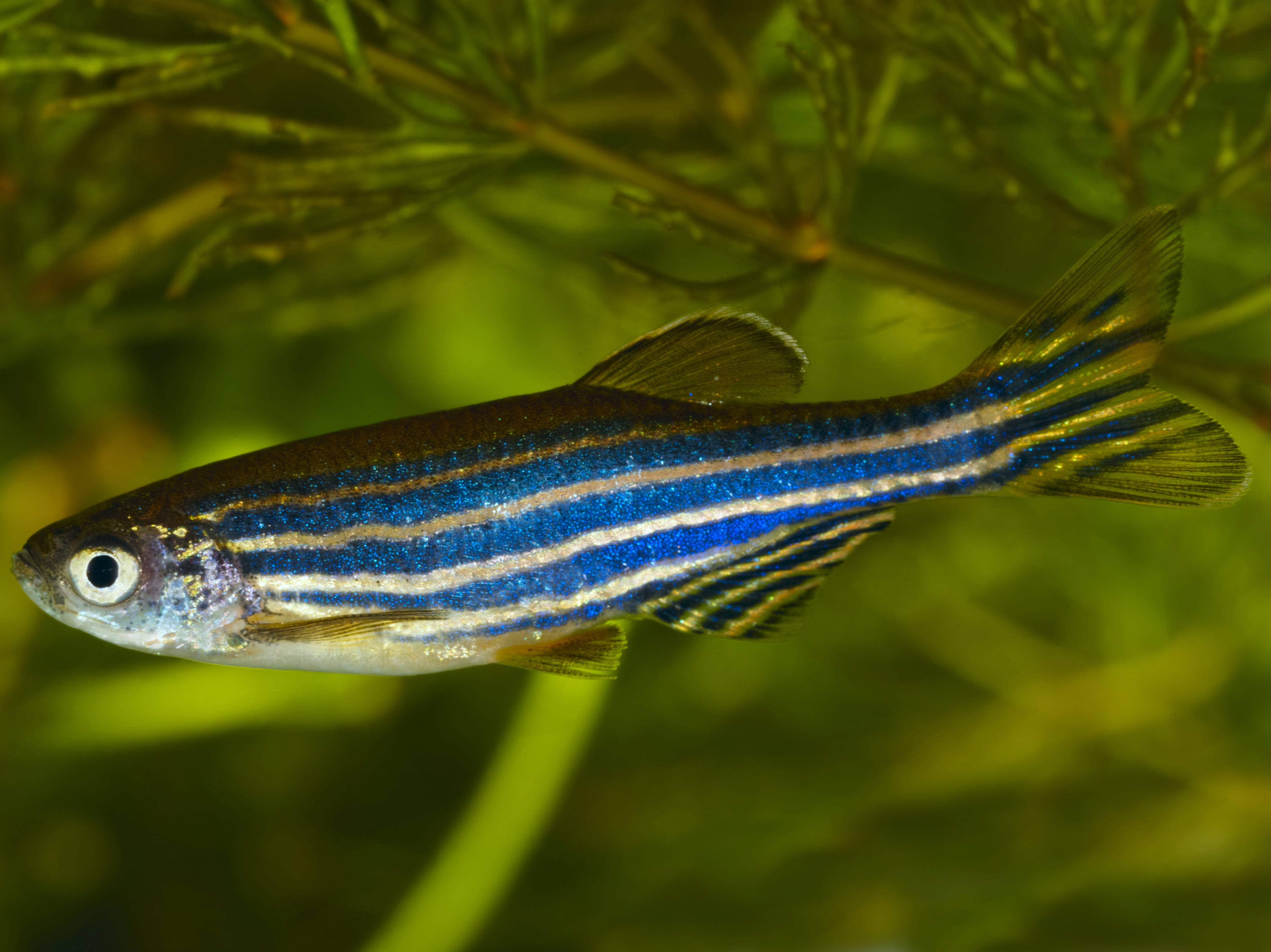 Researchers visited seven zebrafish sites in India to study their behaviour