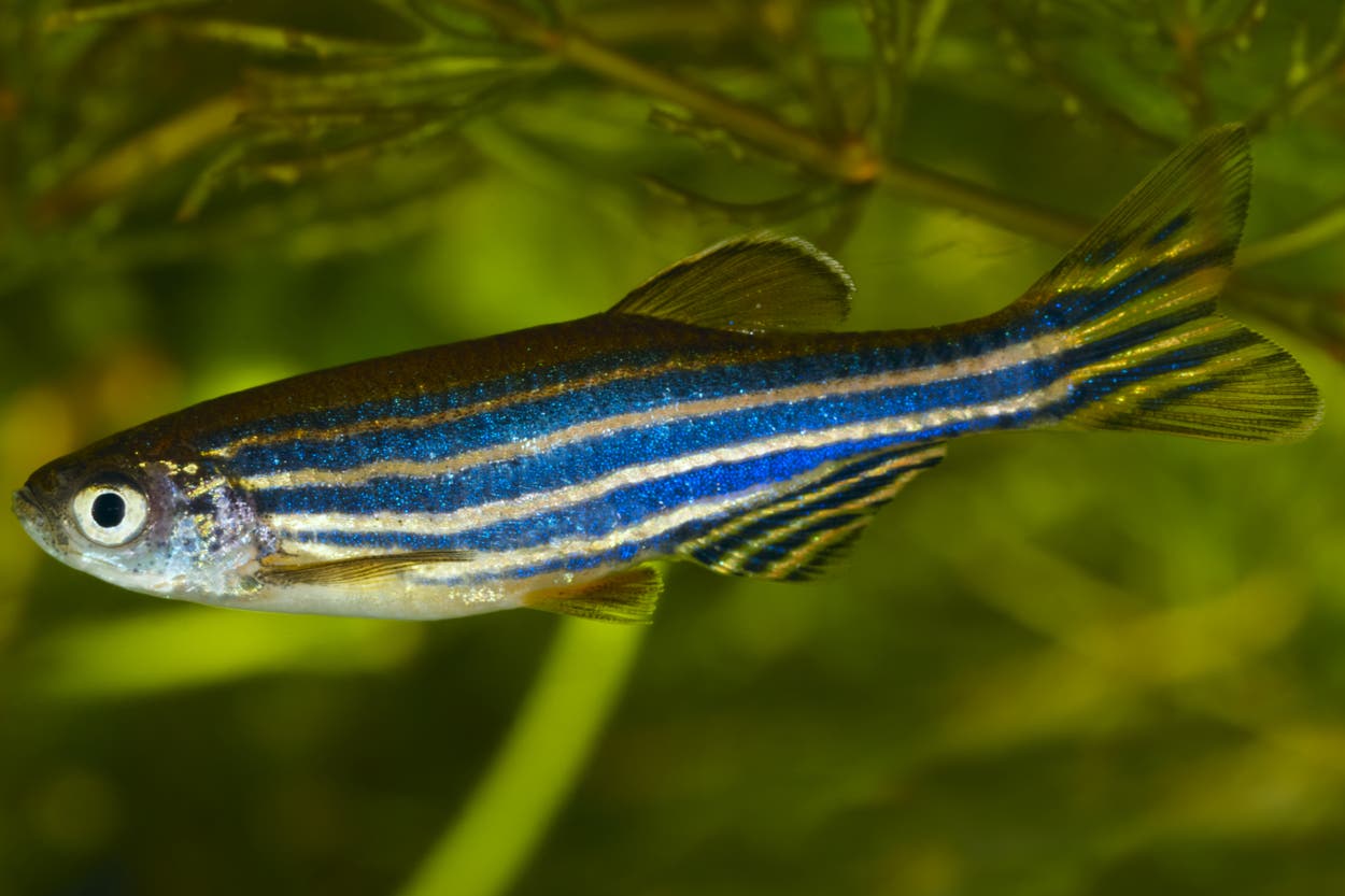 Why do fish look down when they swim? Now we know | The Independent