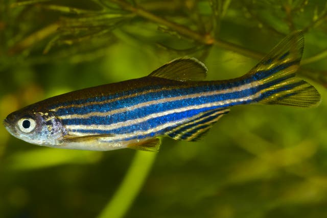 <p>Researchers visited seven zebrafish sites in India to study their behaviour</p>