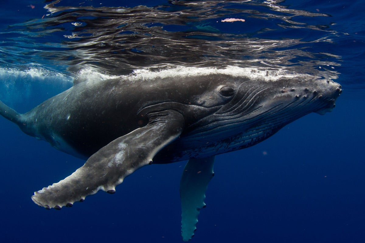 Drones being used to spot deadly virus in arctic whales’ breath