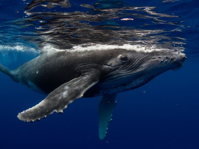 <p>Humpback whales can eat around 1 million pieces of microplastic every day, researchers found</p>