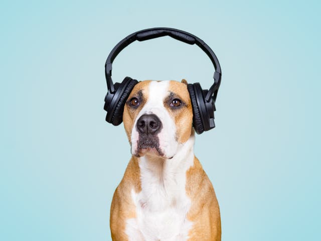 <p>The playlist will help dogs get used to fireworks</p>