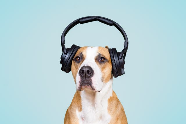 <p>The playlist will help dogs get used to fireworks</p>