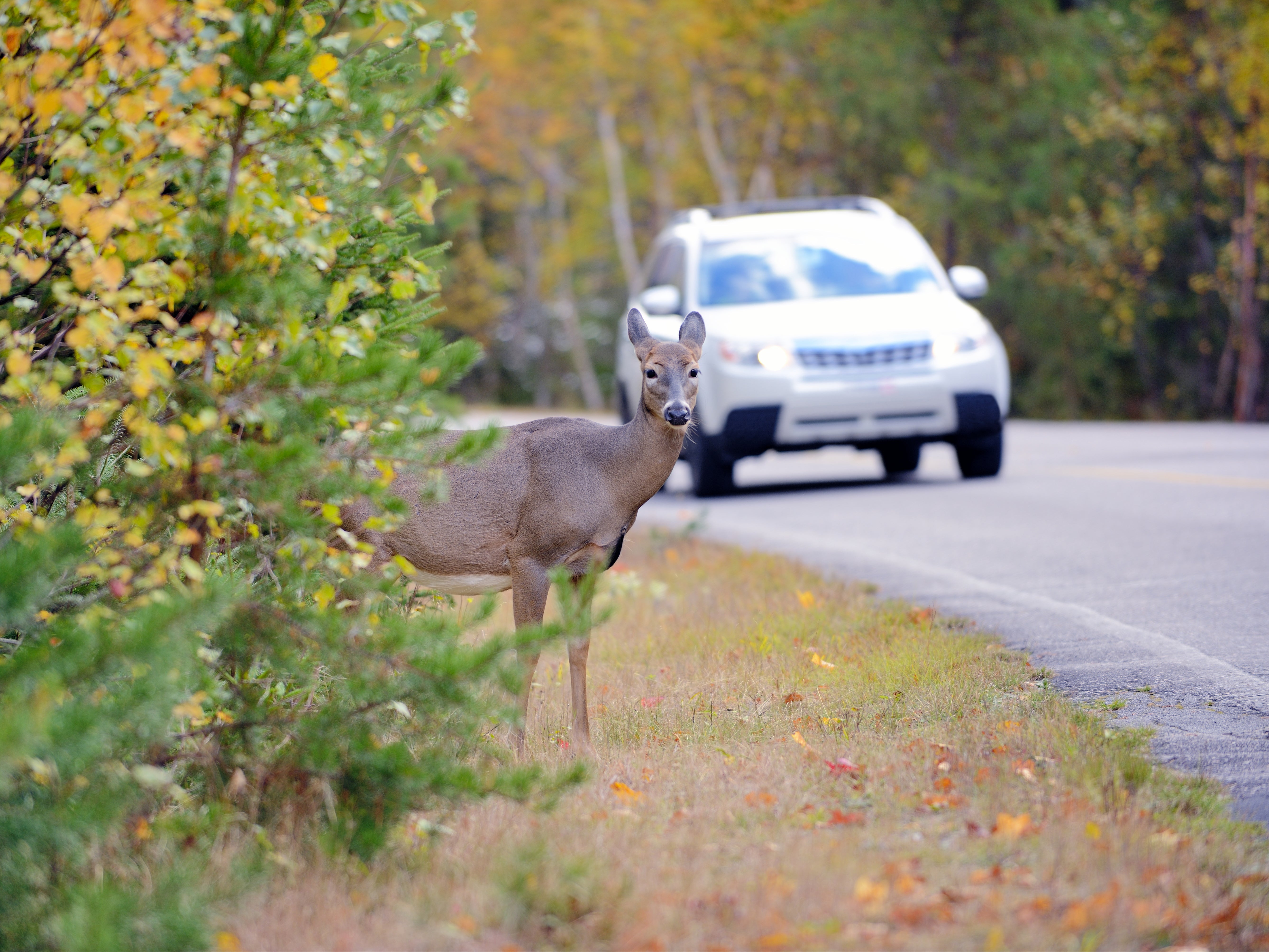 Moving clocks forward can reduce deer-vehicle collisions by 16 per cent