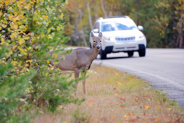 <p>Moving clocks forward can reduce deer-vehicle collisions by 16 per cent</p>