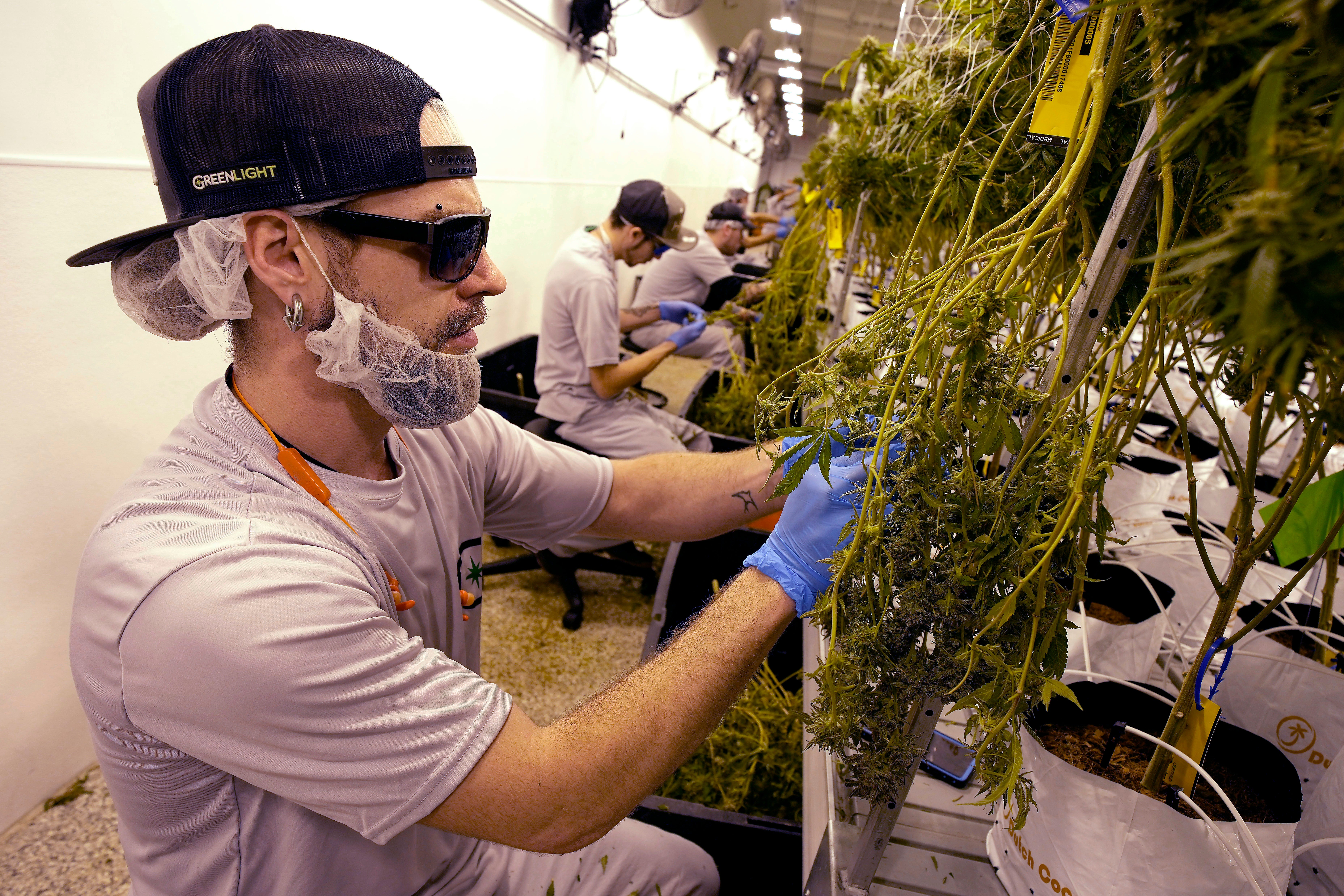 Election 2022 Marijuana