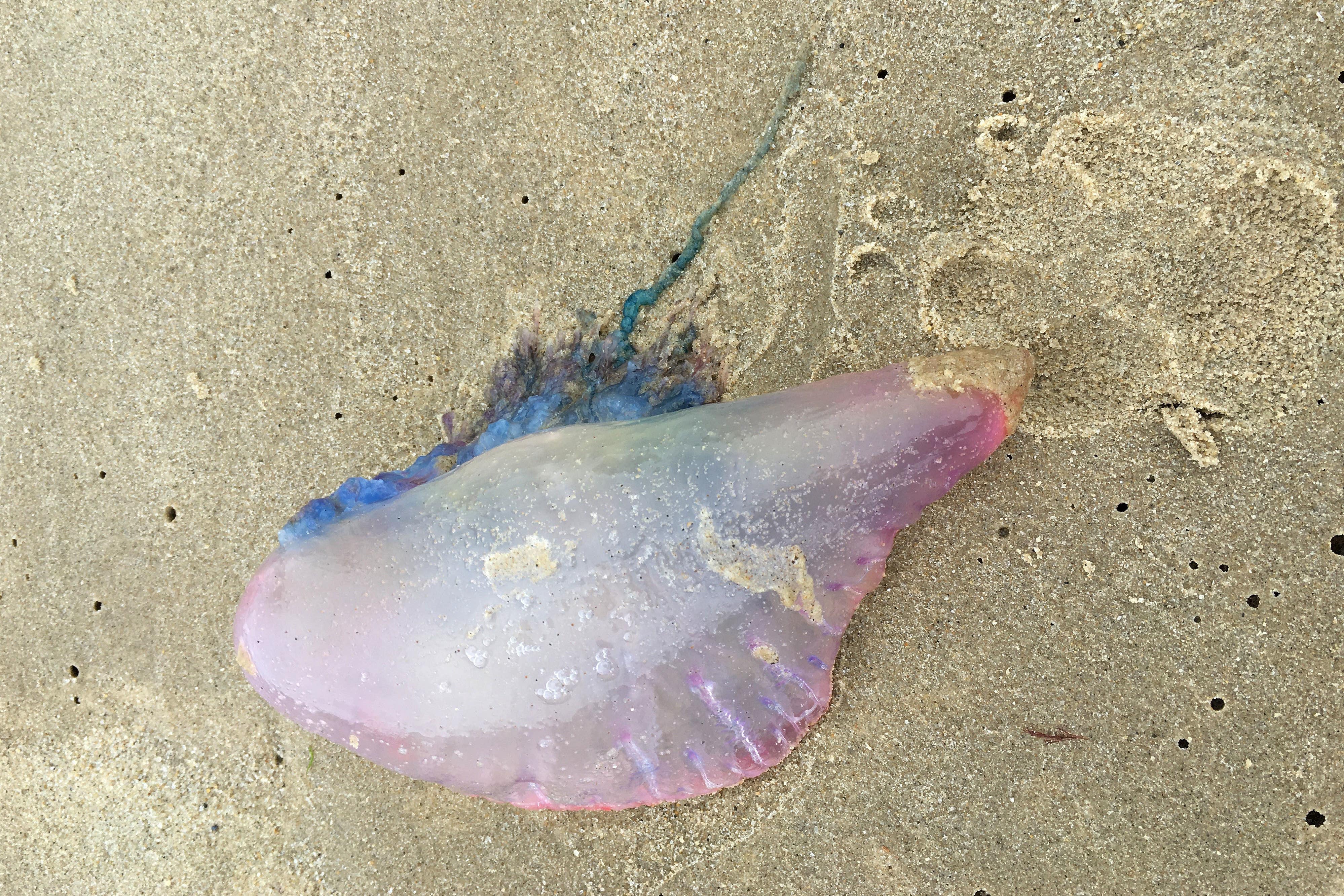 People have reported Portuguese Man O’War washing up on the beach