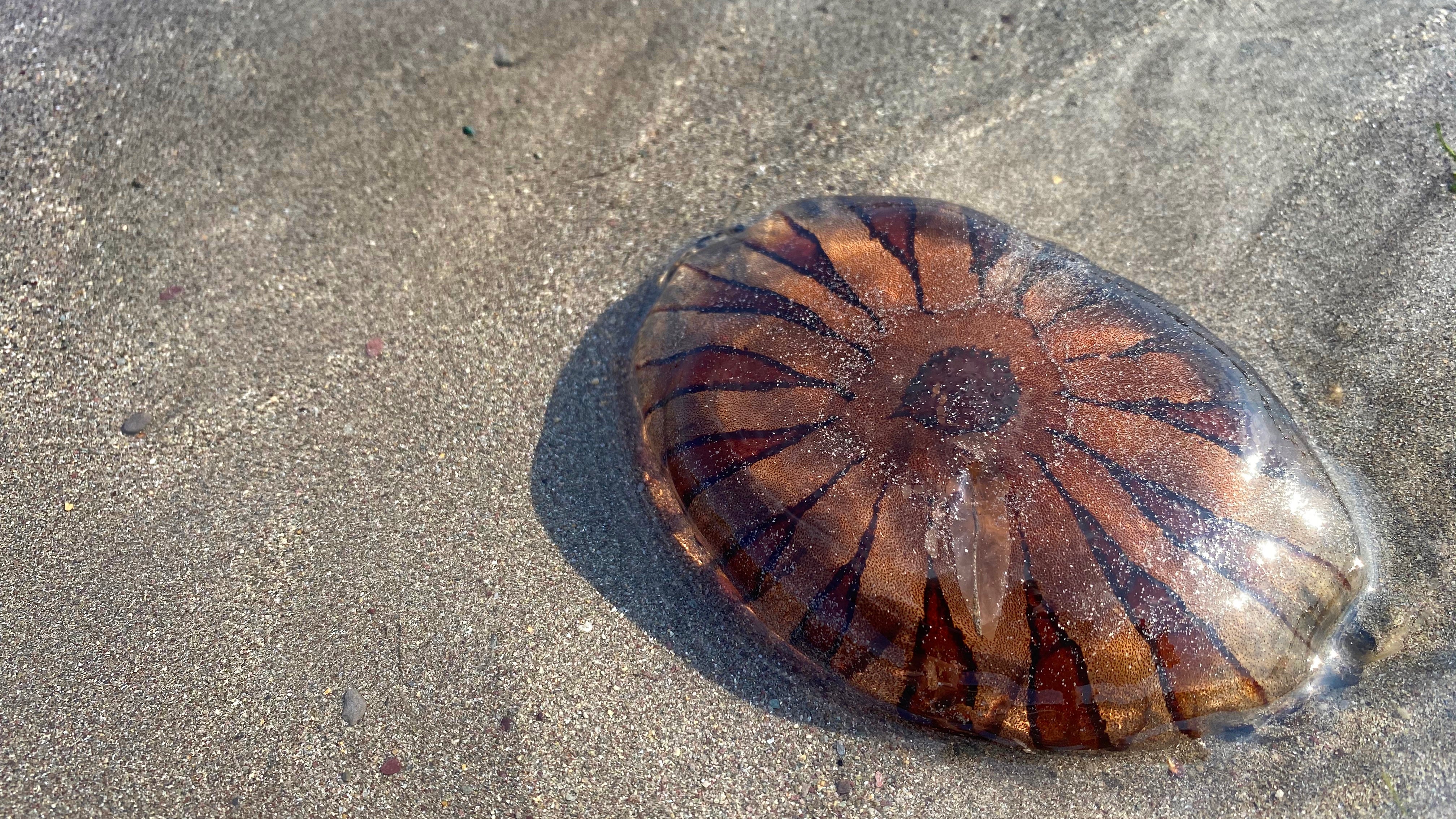 Compass jelly fish washed up on the south coast Cornwall