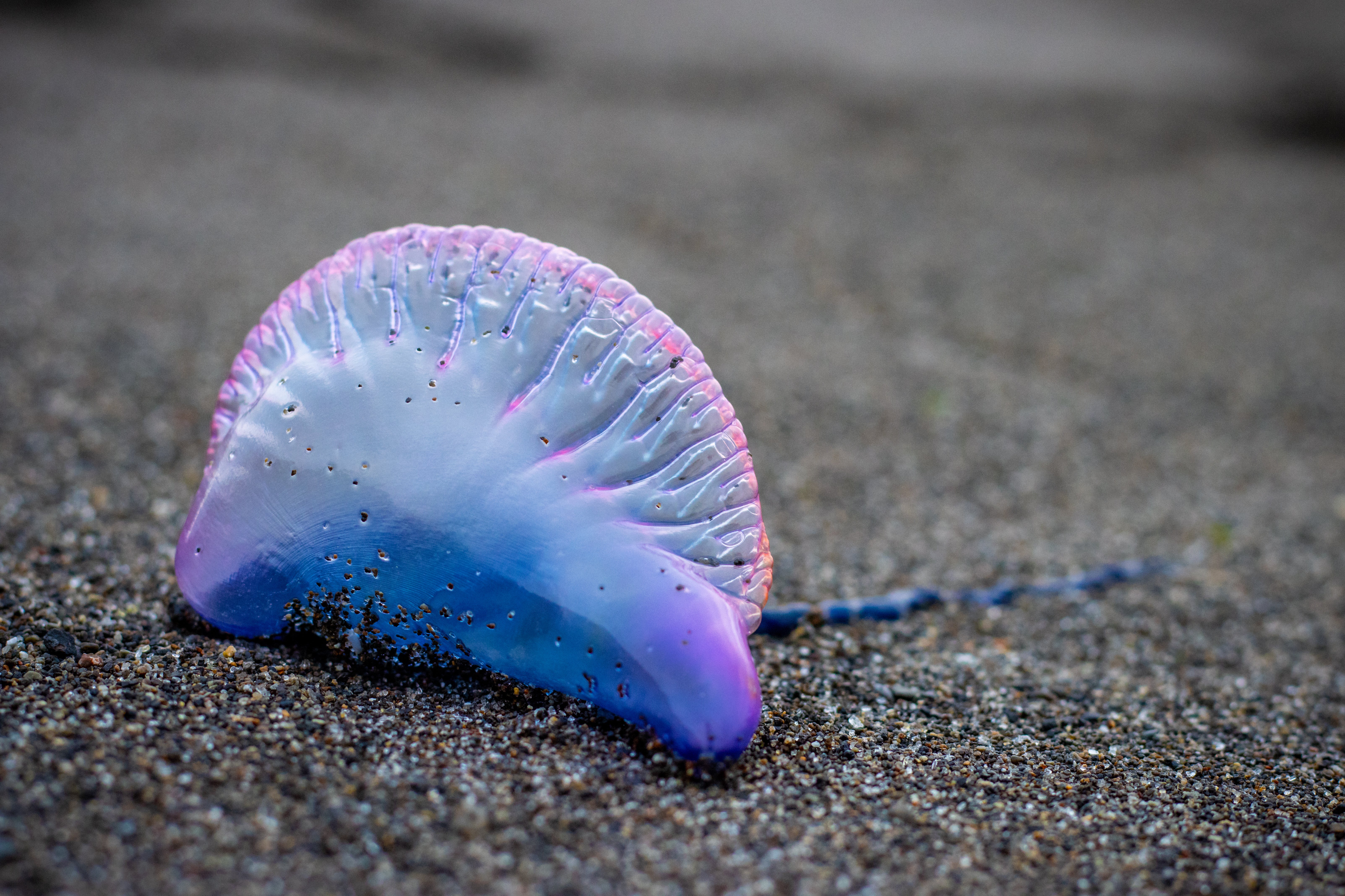 Reports of portugese man o’war being spotted have risen by two per cent