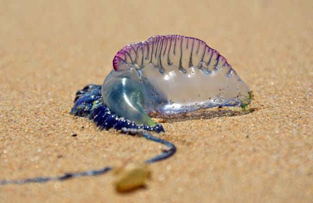 <p>Portuguese man o’war washed up on beach </p>