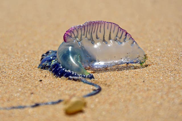 <p>Portuguese man o’war washed up on beach </p>