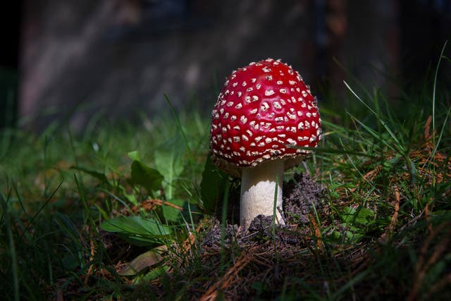 <p>A picture taken on 14 October 2015 shows a close up of an ‘Amanita muscaria' mushroom in a forest in Orleans, north-central France</p>