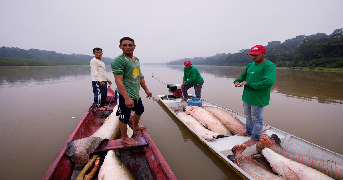 In the , a giant fish helps save the rainforest